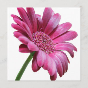 Pink Gerbera Daisy Invitation Kaart