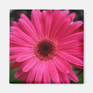 Pink Gerbera Daisy Magnet Magneet