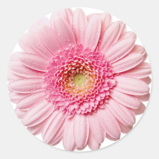 Pink Gerbera Daisy Ronde Sticker (Voorkant)