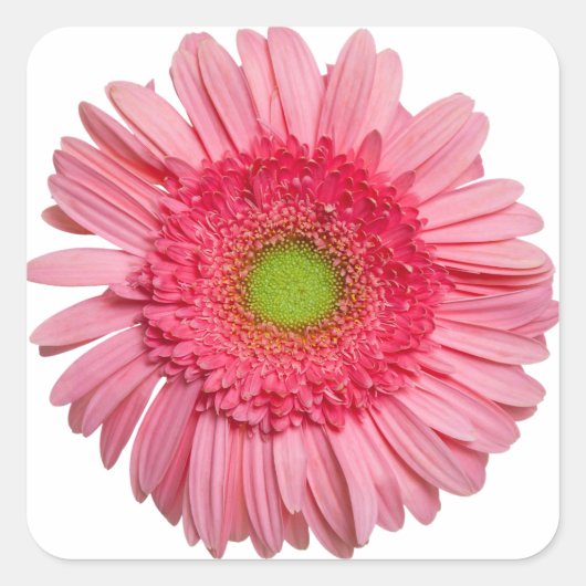 Pink Gerbera Daisy Vierkante Sticker (Voorkant)