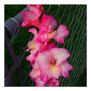 Pink Gladiola fleur Poster parfait