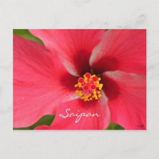 Pink Hibiscus Center Briefkaart