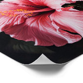 Pink Hibiscus Flower Art Imprimer Poster (Coin)