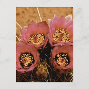 PINK HOGE DESERT-SPRINGSTROMEN BRIEFKAART