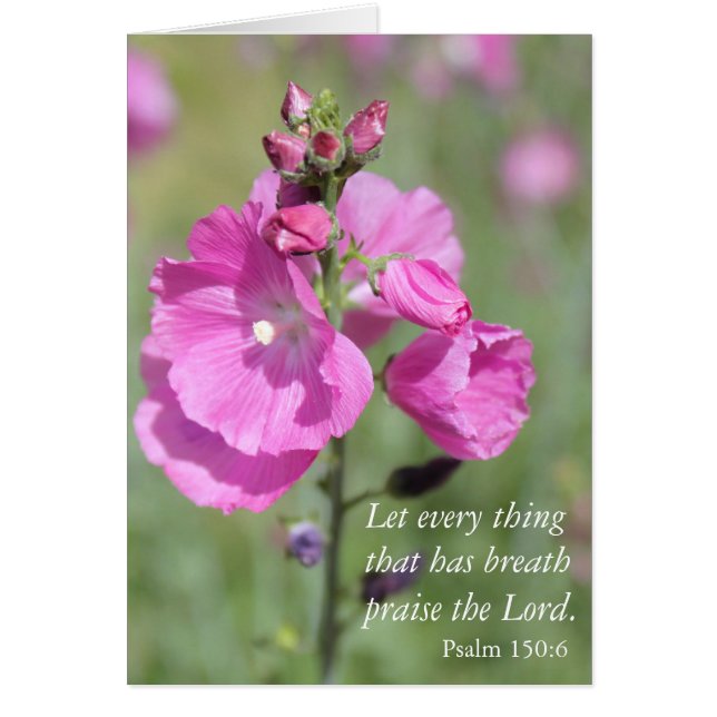 Pink Hollyhock Popgeheven (Voorkant)