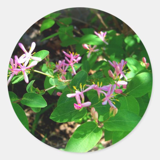 Pink Honeysuckle Garden Flowers Ronde Sticker (Voorkant)
