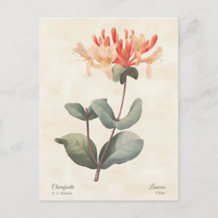 Pink Honeysuckle Vintage Botanical Briefkaart