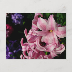 Pink Hyacinth Spring Floral Briefkaart