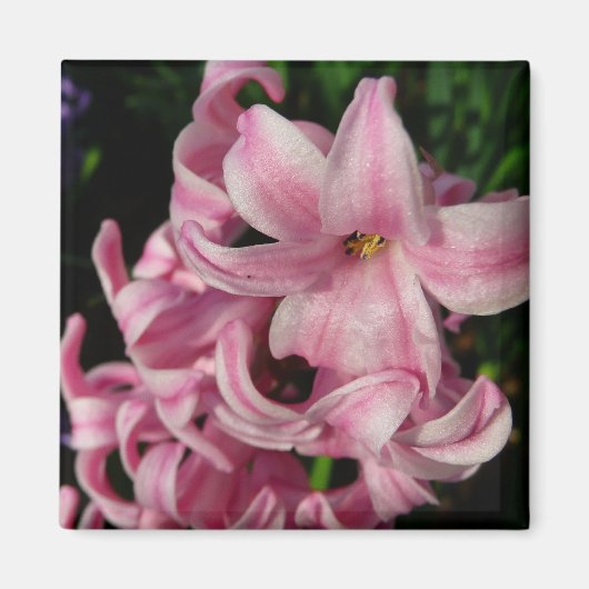 Pink Hyacinth Spring Floral Magneet (Voorkant)