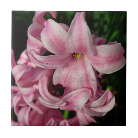 Pink Hyacinth Spring Floral Tegeltje (Voorkant)