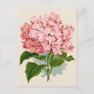 Pink Hydrangea Botanische druk Briefkaart