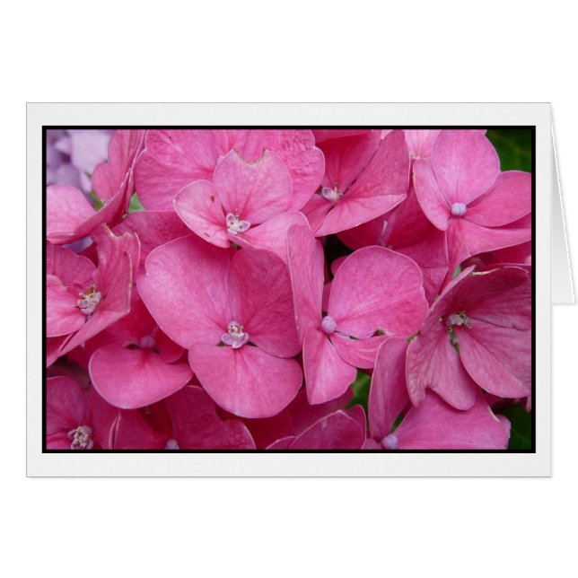 Pink Hydrangea closeuse (Devant horizontal)