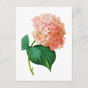 Pink Hydrangea door Pierre Joseph Redoute Briefkaart
