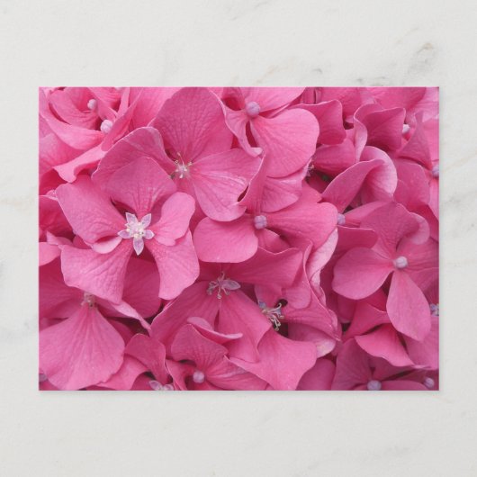 Pink Hydrangea Gros plan do-it-yourself carte post (Devant)