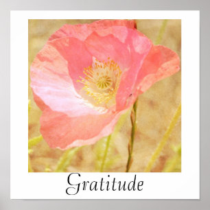 Pink IJsland Poppy Gratitude Poster