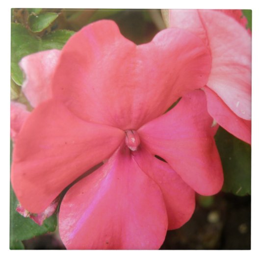 Pink Impatiens Carreau de Macro Fleur (Devant)