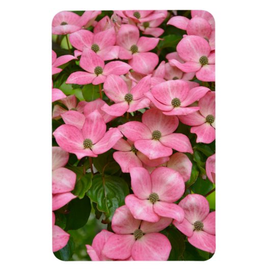 Pink kousa dogwood magnet magneet (Verticaal)