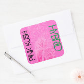 PINK KUSH HYBRID VIERKANTE STICKER (Envelop)