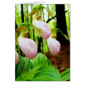 Pink Lady Slipper sauvage orchidée (Devant)