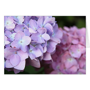 ©Pink & Light Paars Hydrangeas Bloom Blank