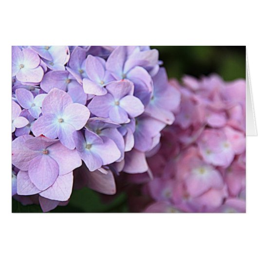 ©Pink & Light Paars Hydrangeas Bloom Blank (Voorkant Horizontaal)