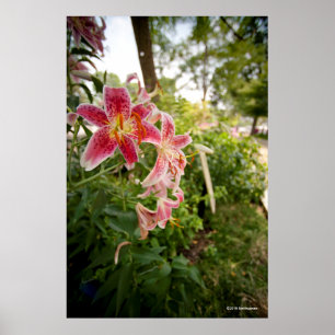 Pink Lillies Poster