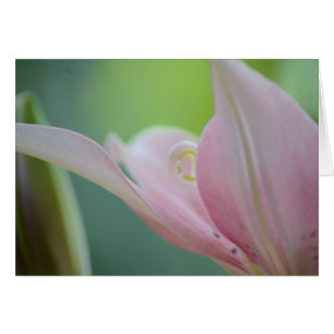 Pink Lily by Shirley Taylor