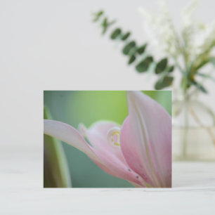 Pink Lily by Shirley Taylor Briefkaart
