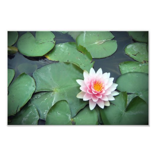 Pink Lily Pad Flower on Pond Photographie Impressi (Devant)