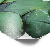Pink Lily Pad Flower on Pond Photographie Impressi (Coin)