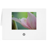 Pink Lily par Shirley Taylor (Dos Horizontal)