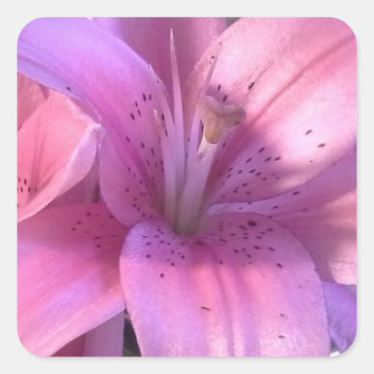 Pink Lily Sticker (Voorkant)