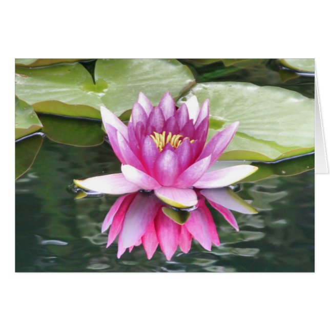 Pink Lotus Flower (Devant Horizontal)