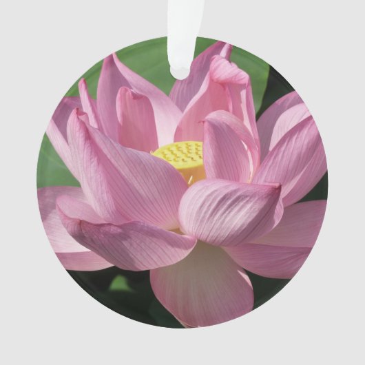 Pink Lotus Flower IV (devant)