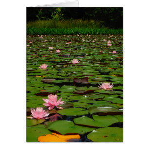 Pink lotus water lily flower pond
