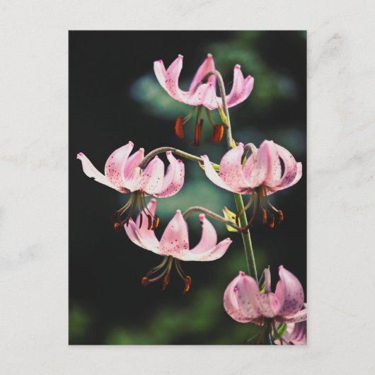 Pink Martagon Lily Flowers Briefkaart (Voorkant)