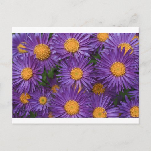 Pink Michaelmas Daisy Briefkaart (Voorkant)