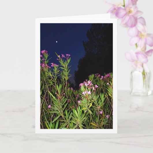 Pink Oleander à la carte de nuit (Orchidée)