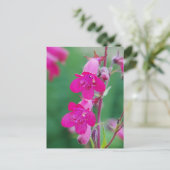 Pink Penstemon Flowers Briefkaart (Staand voorkant)