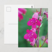 Pink Penstemon Flowers Briefkaart (Voorkant / Achterkant)