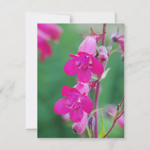 Pink Penstemon Flowers Briefkaart