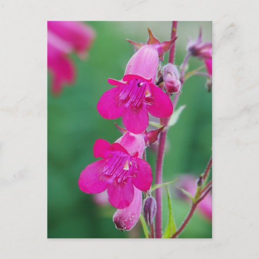 Pink Penstemon Flowers Briefkaart (Voorkant)