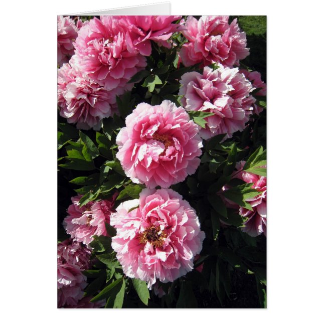 Pink Peonie Bunch (Voorkant)