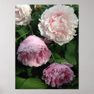 Pink Peony Art Poster