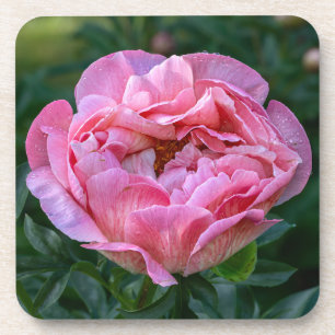 Pink Peony Bier Onderzetter
