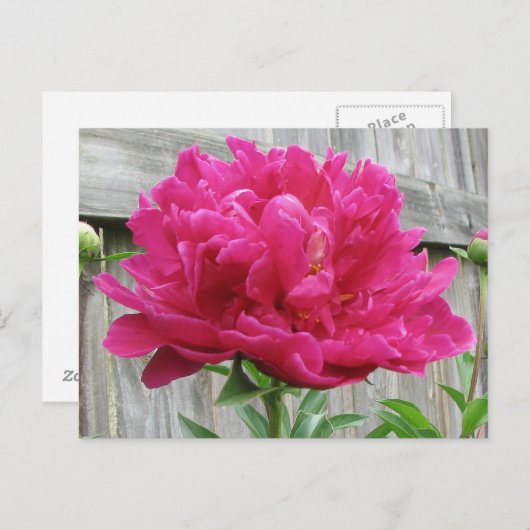 Pink Peony Briefkaart (Voorkant / Achterkant)