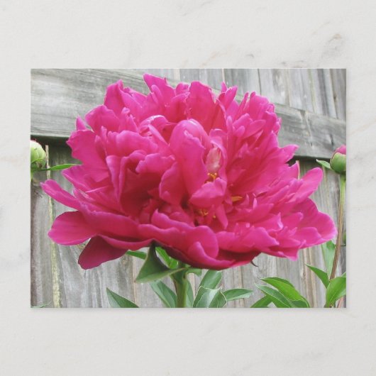 Pink Peony Briefkaart (Voorkant)