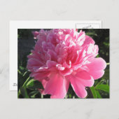 Pink Peony Briefkaart (Voorkant / Achterkant)