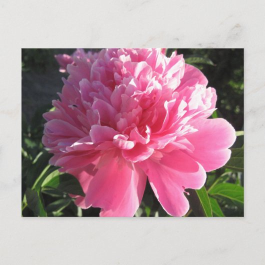 Pink Peony Briefkaart (Voorkant)