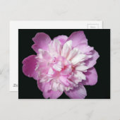 Pink Peony Briefkaart (Voorkant / Achterkant)